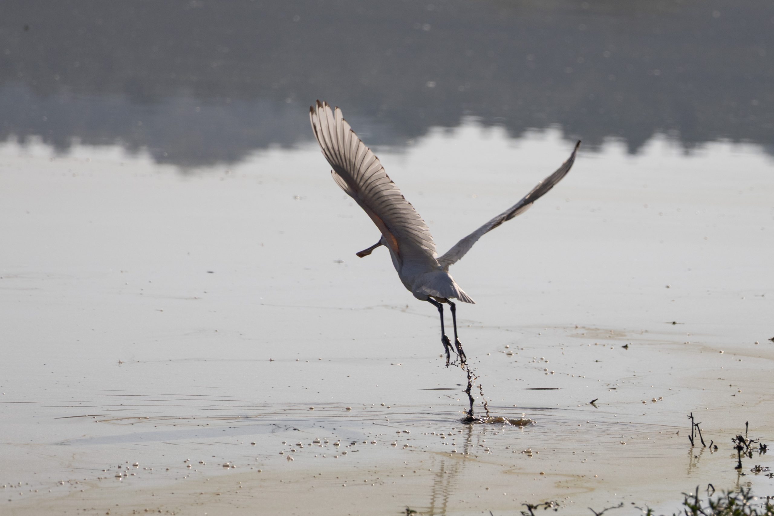 Canon EOS R6m2 2025-10-18 08:27:14 f/8 1/2500sec ISO-250 373mm