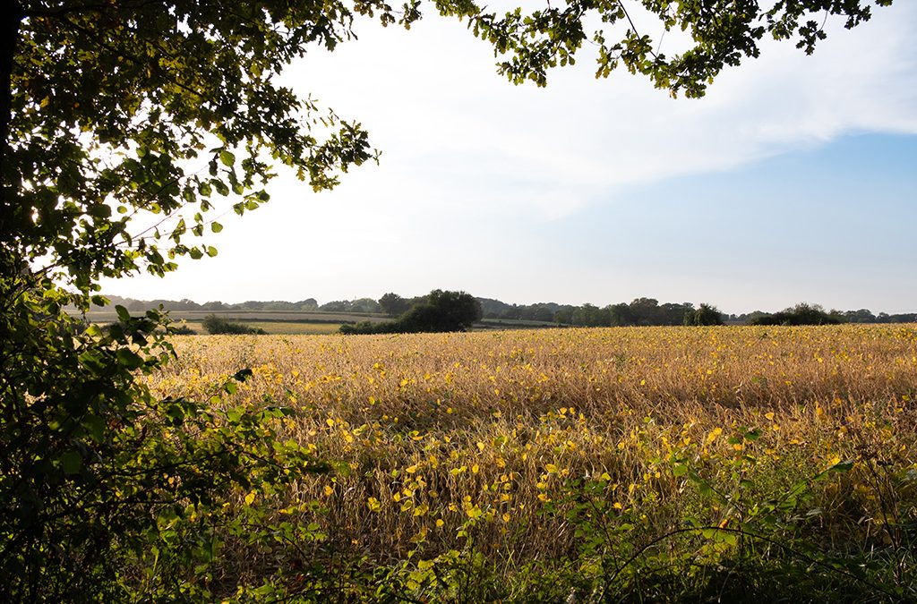 Quand le soir descend.