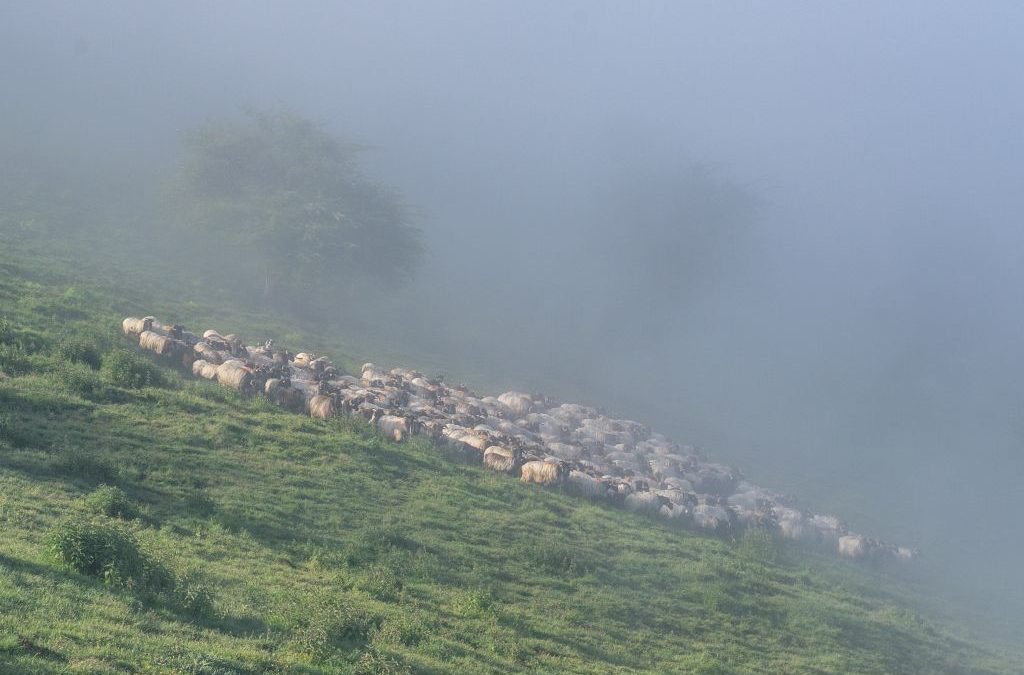 Belchou dans la brume